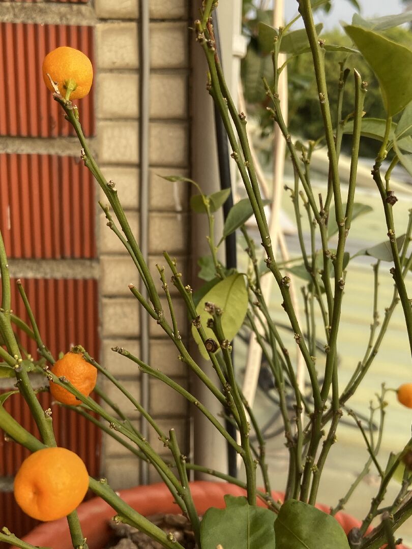 金桔不長新葉