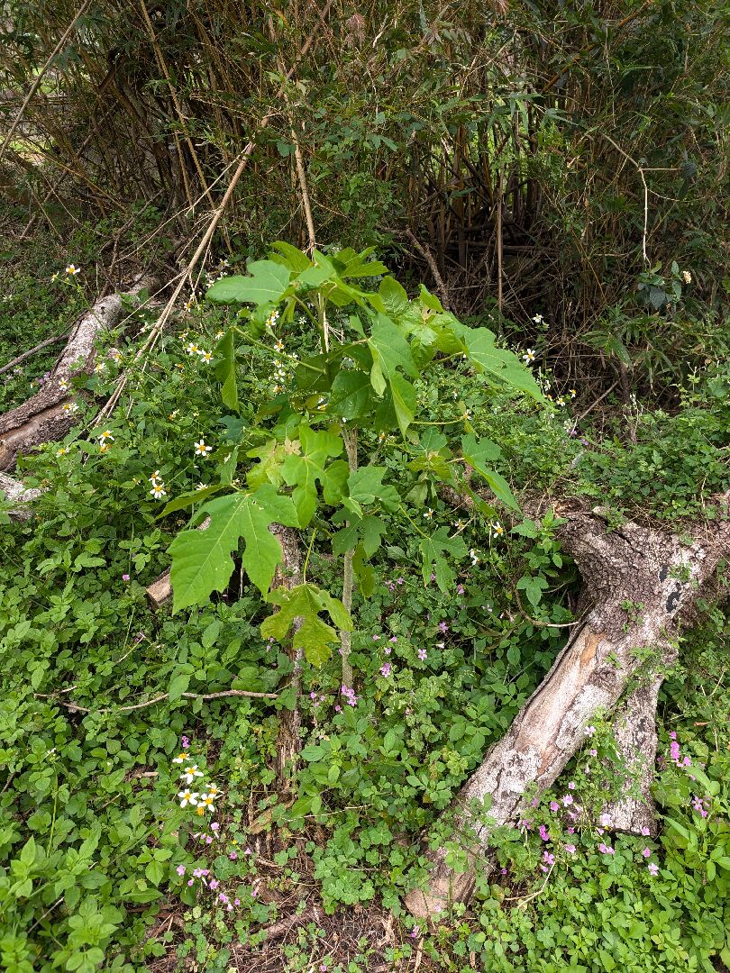 請問這是什麼植物