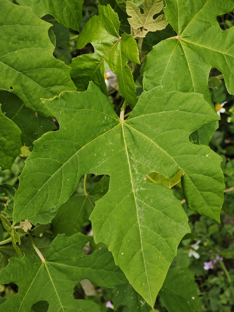 請問這是什麼植物