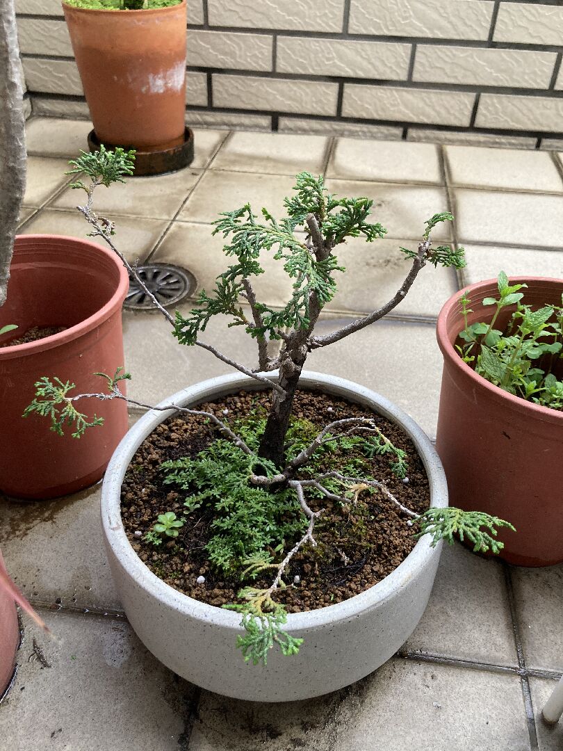 請問這是哪一種柏樹？樹枝剪掉之後葉子長好慢，請問怎麼照顧？