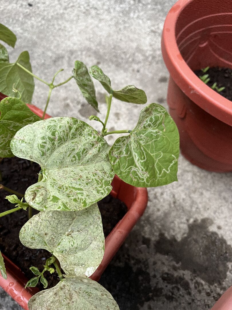 請問 四季豆葉子變白色是什麼情形