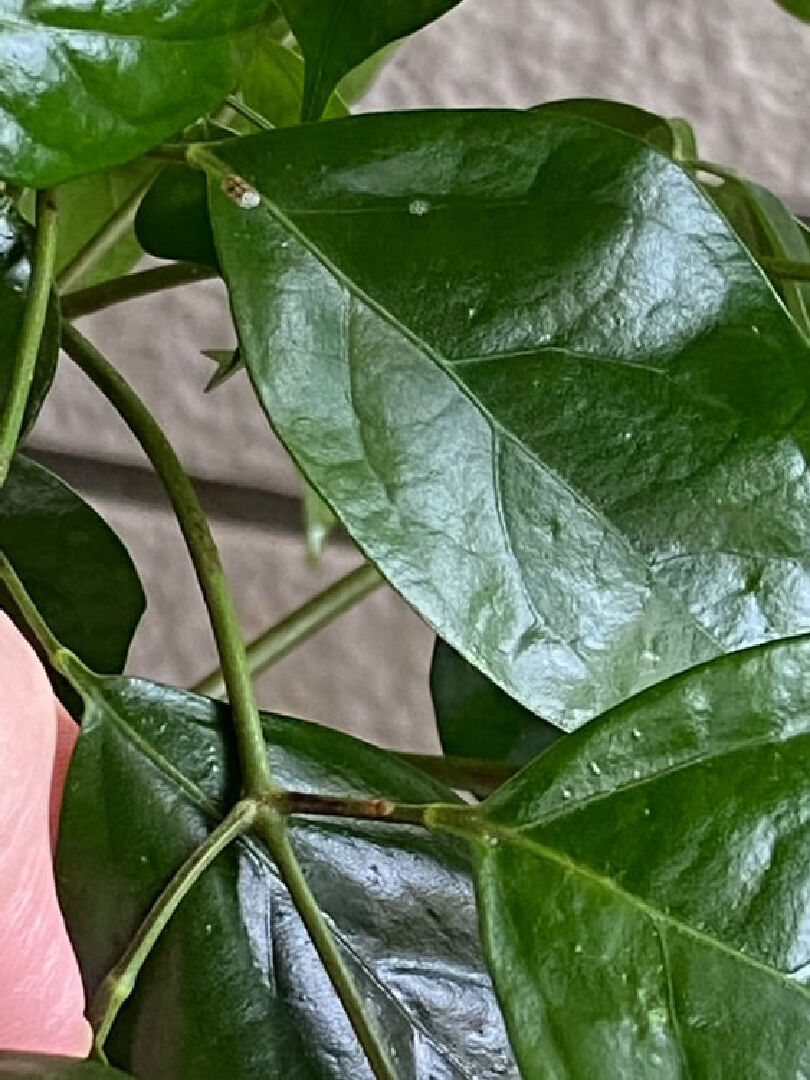 旺旺葉黏黏的，還有黑色結塊。