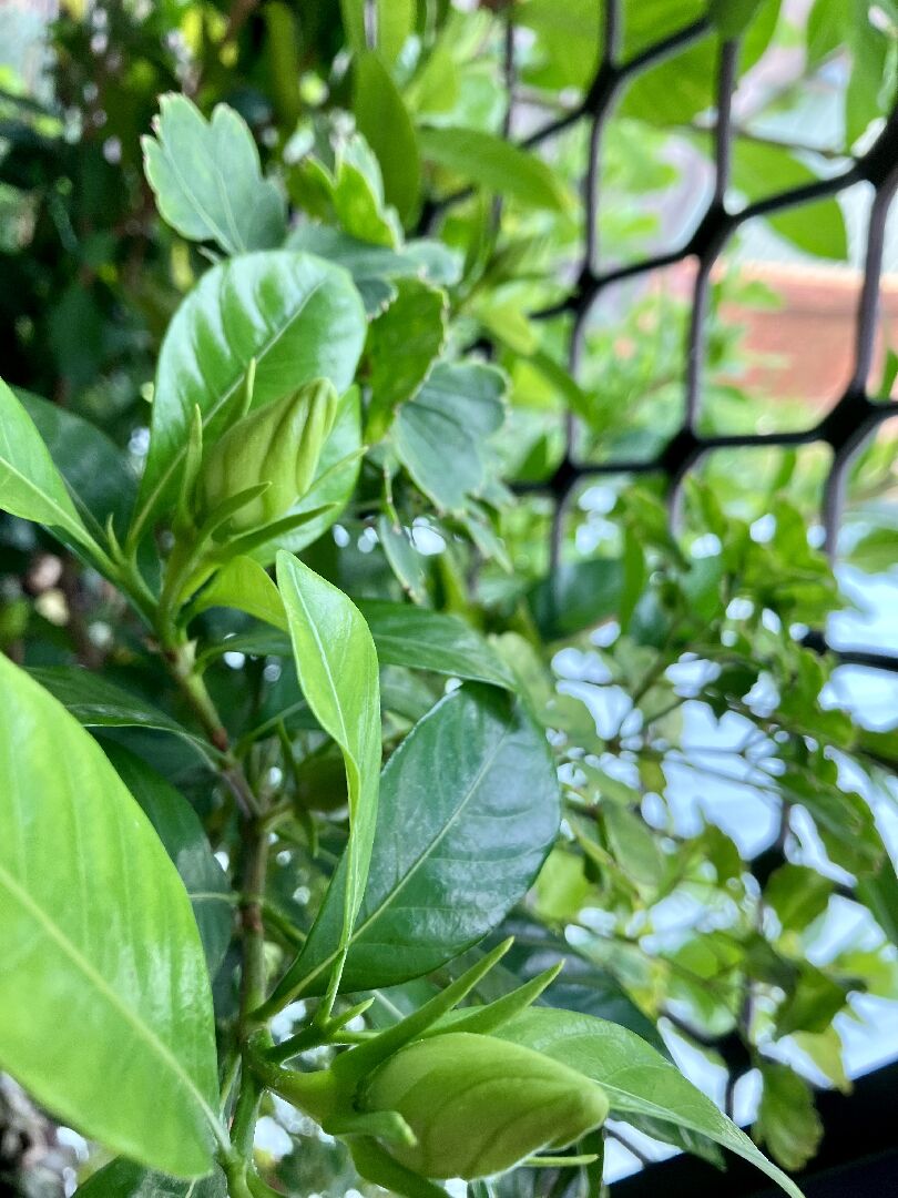 玉堂春的根，好像會直接吃東西(如肉類)