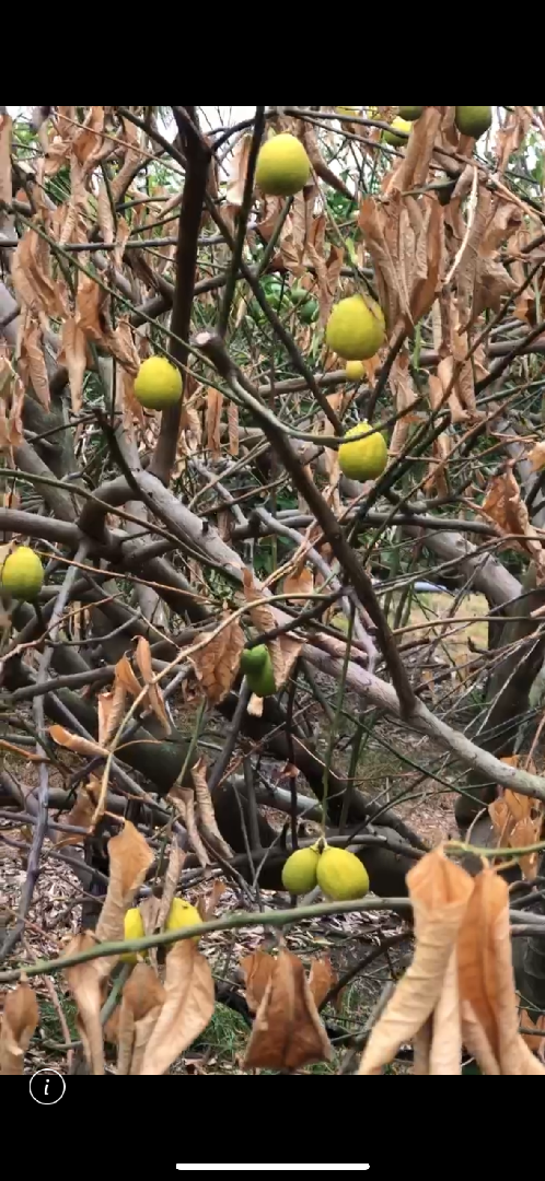 檸檬樹整株乾枯