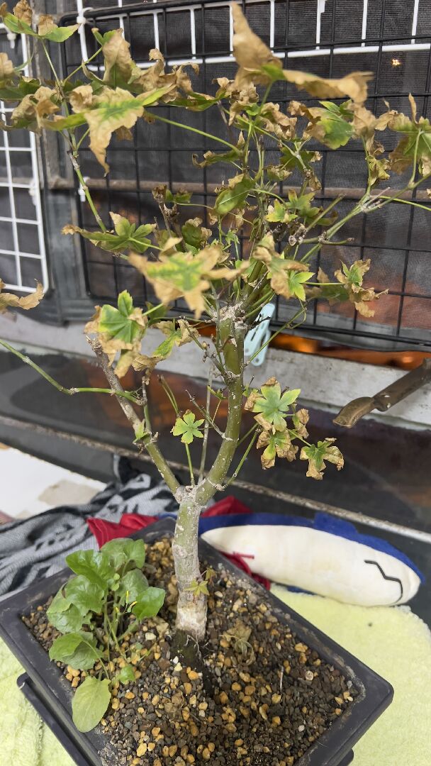 楓葉葉尖枯焦問題 （新長的葉子也是如此）