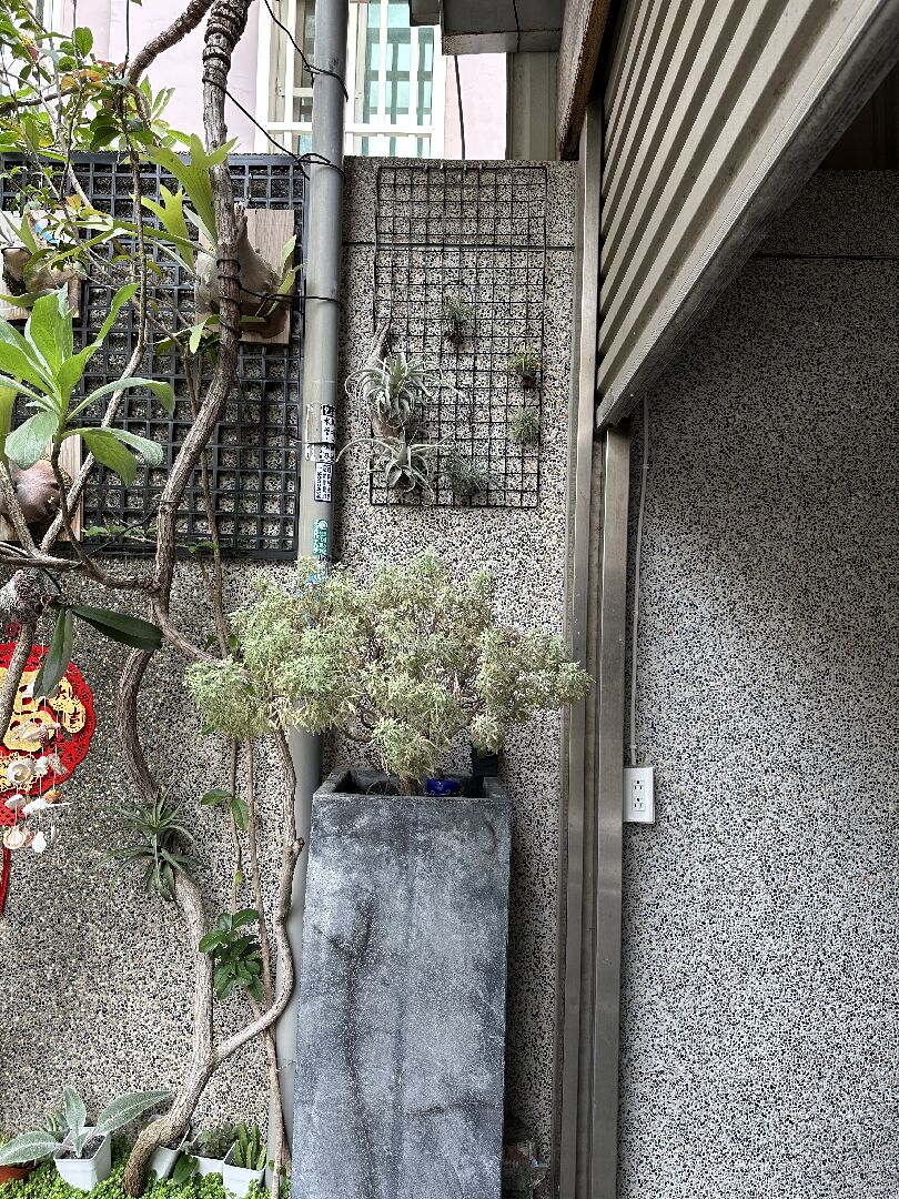 芙蓉枯黃