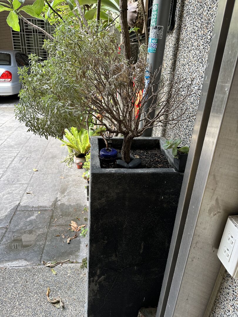 芙蓉枯黃