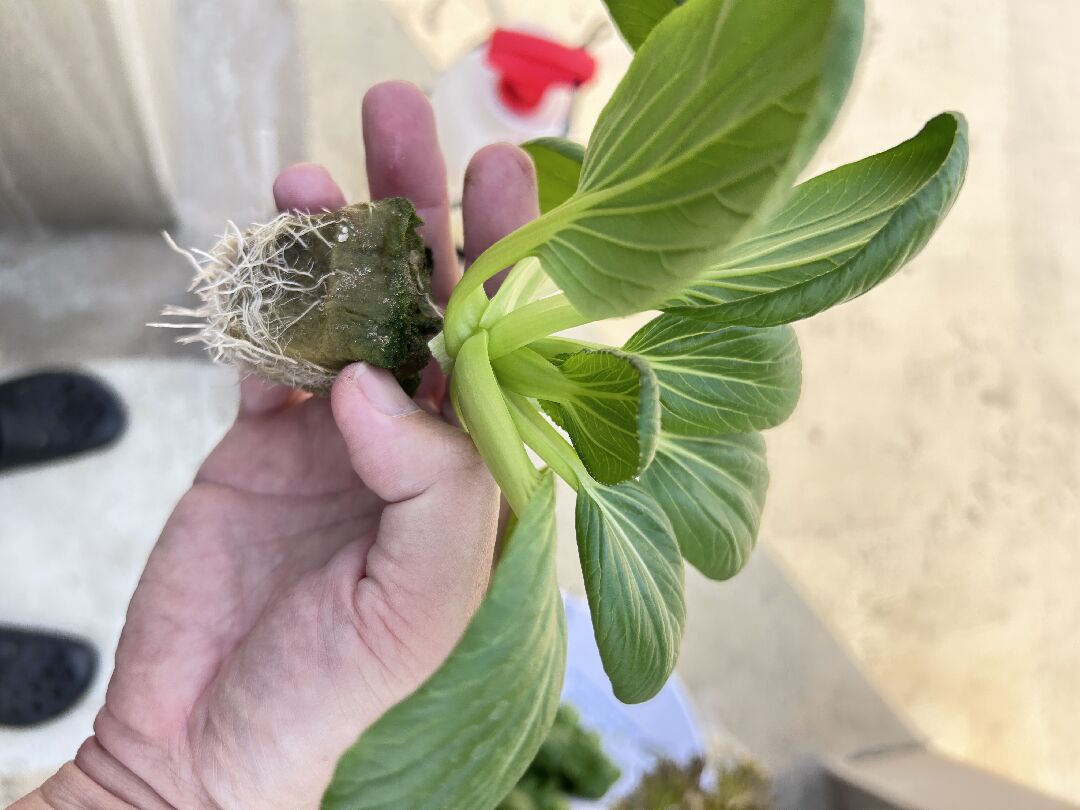 青江菜葉片倒下