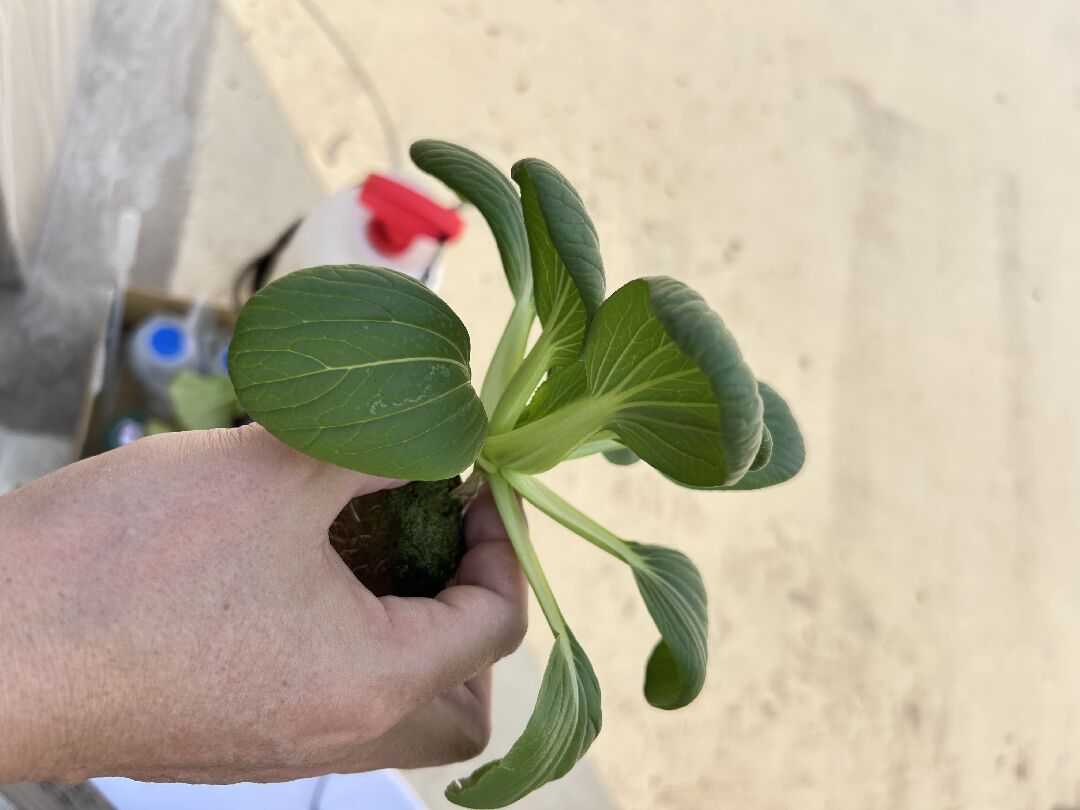 青江菜葉片倒下