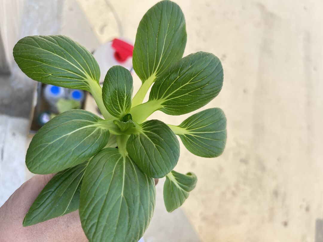 青江菜葉片倒下