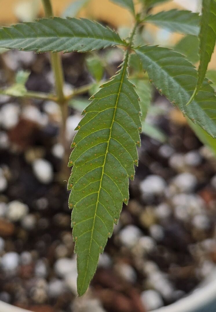 芳香萬壽菊的橘色斑點