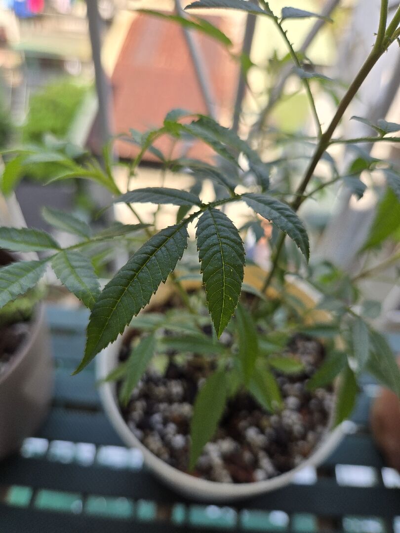 芳香萬壽菊的橘色斑點