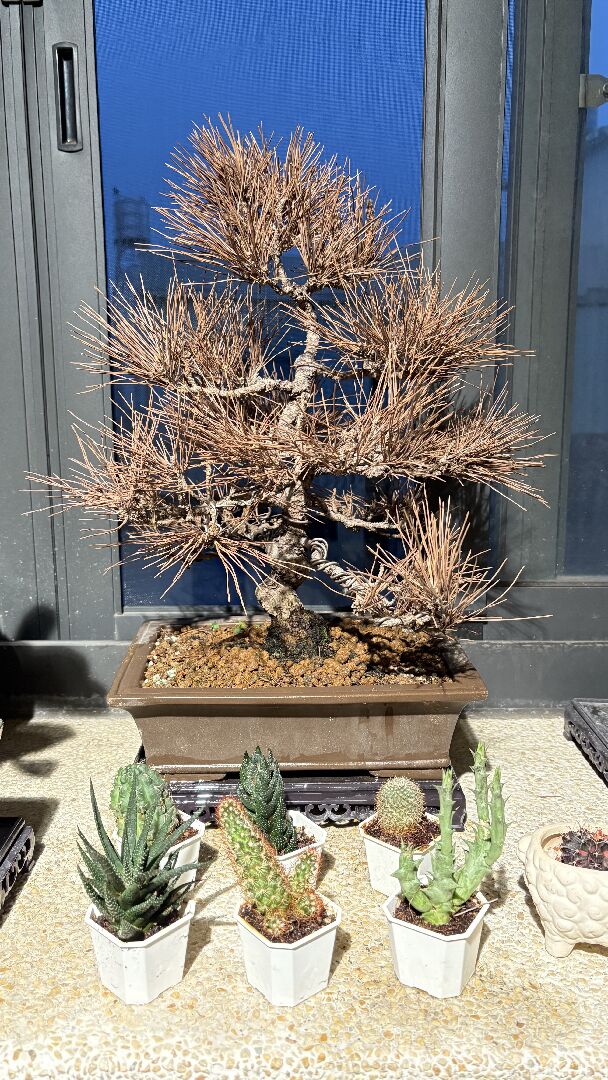 黑松葉子一摸就掉