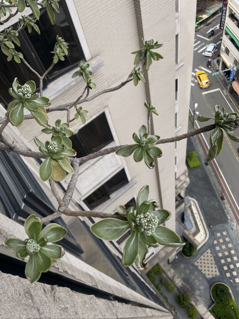 白水木生病嗎？