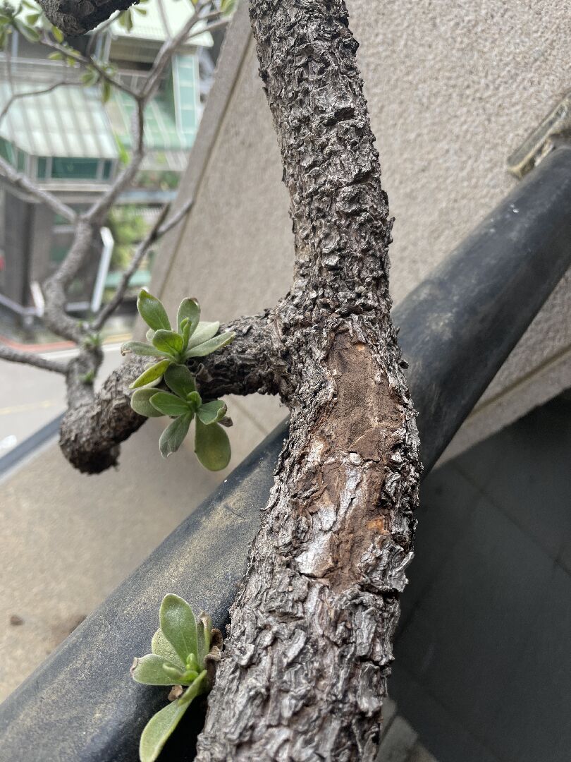 白水木生病嗎？