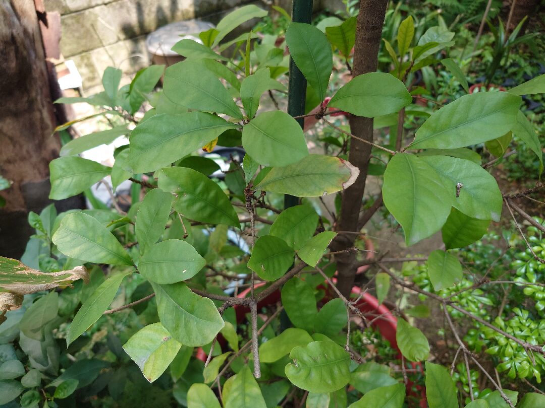 神秘果移植後不長新葉問題