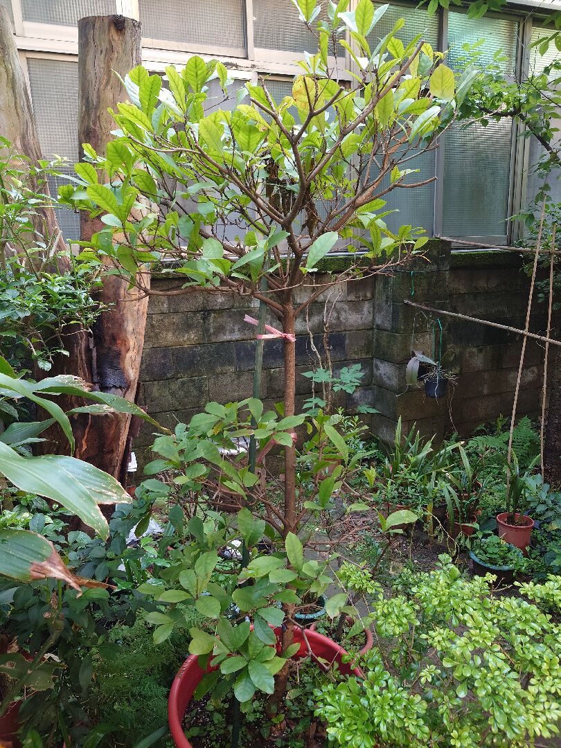 神秘果移植後不長新葉問題