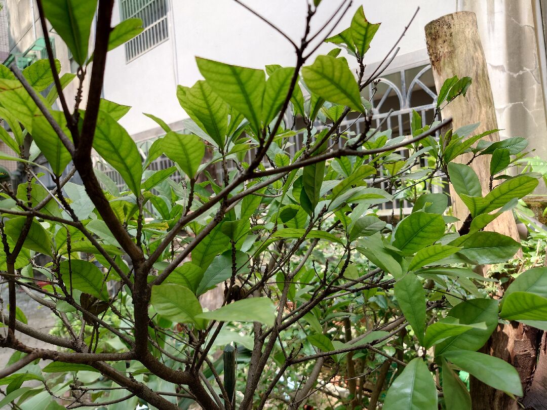 神秘果移植後不長新葉問題
