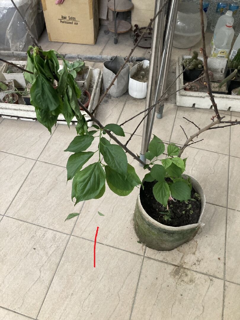 純香梅花葉子下垂