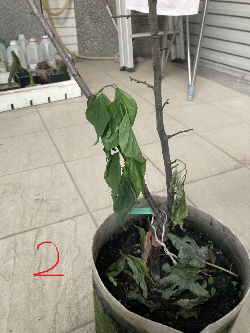 純香梅花葉子下垂