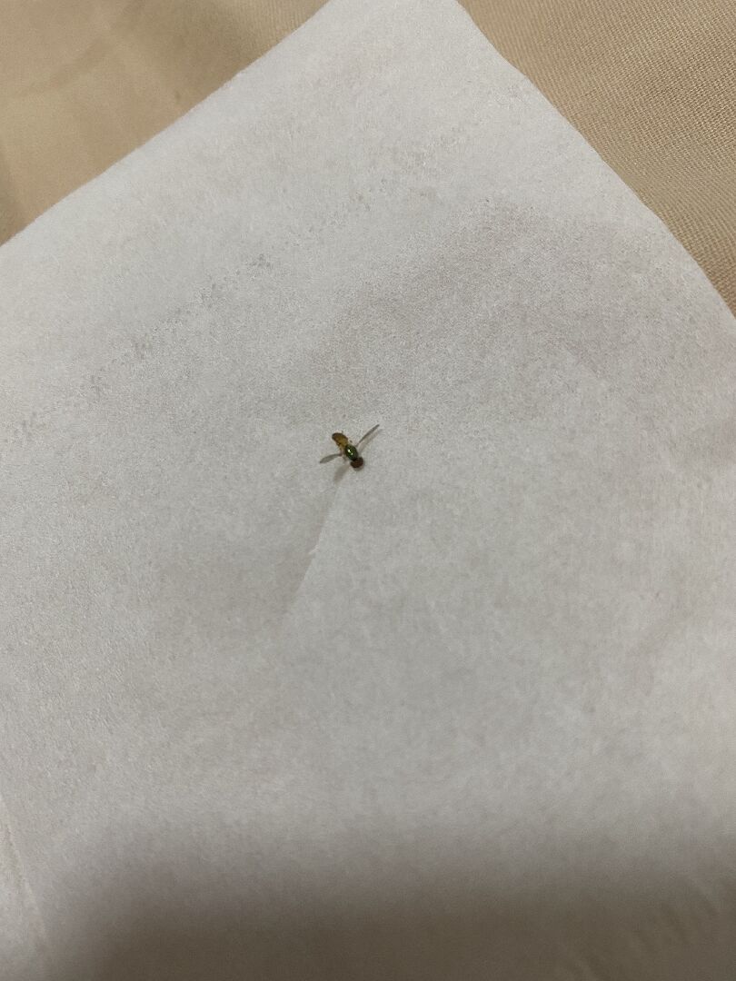 每天在床褥上都發現幾只這種昆蟲，呈瀕死狀態或者是蟲屍
