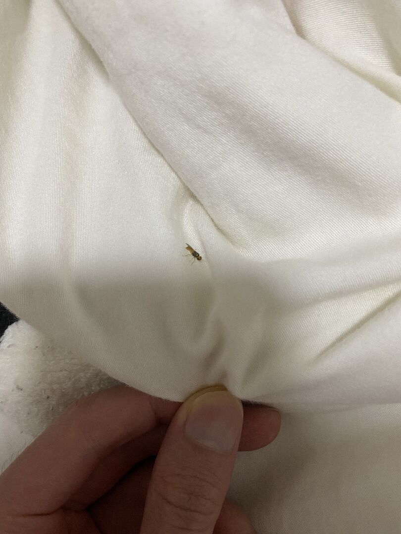 每天在床褥上都發現幾只這種昆蟲，呈瀕死狀態或者是蟲屍