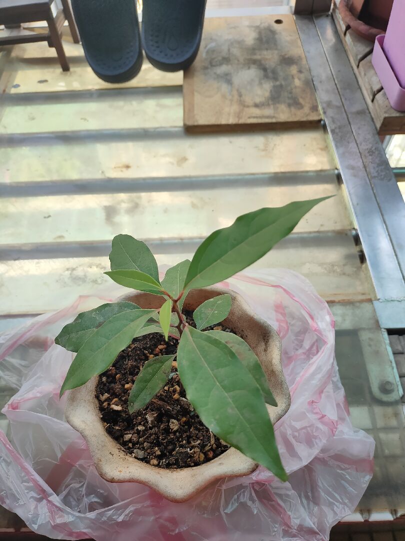 我種的是虎頭茉莉嗎？