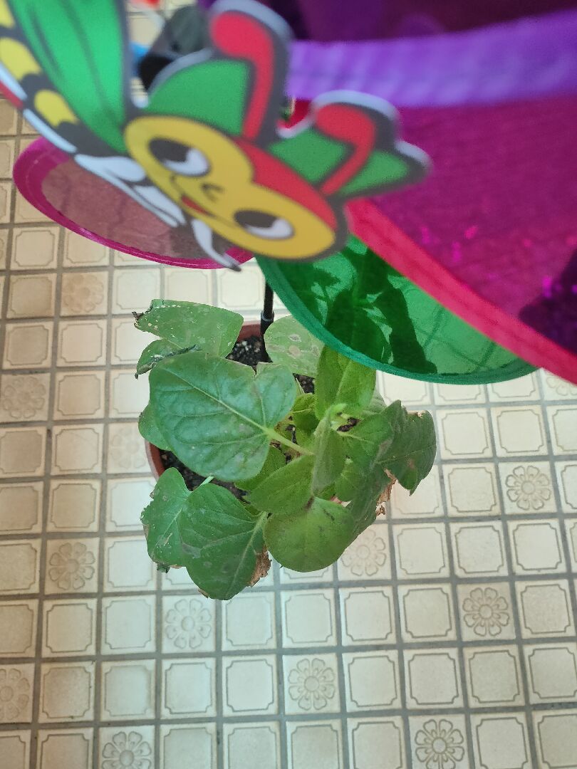 我種的是虎頭茉莉嗎？