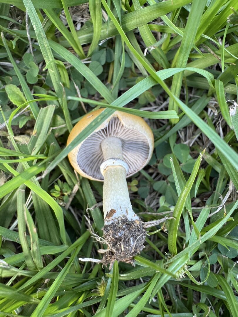請問這是甚麼菇