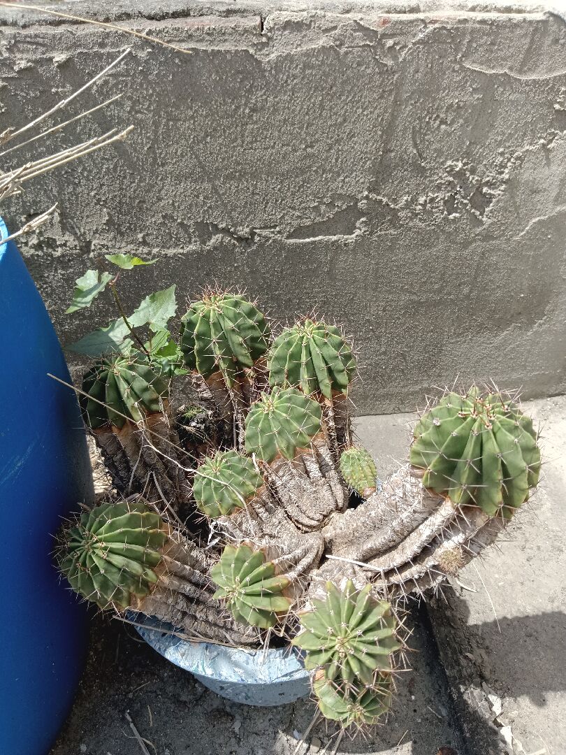這盆仙人掌還可以救嗎