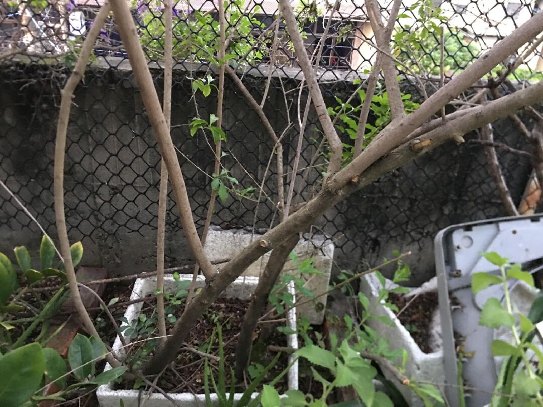 金露蕾絲花修剪