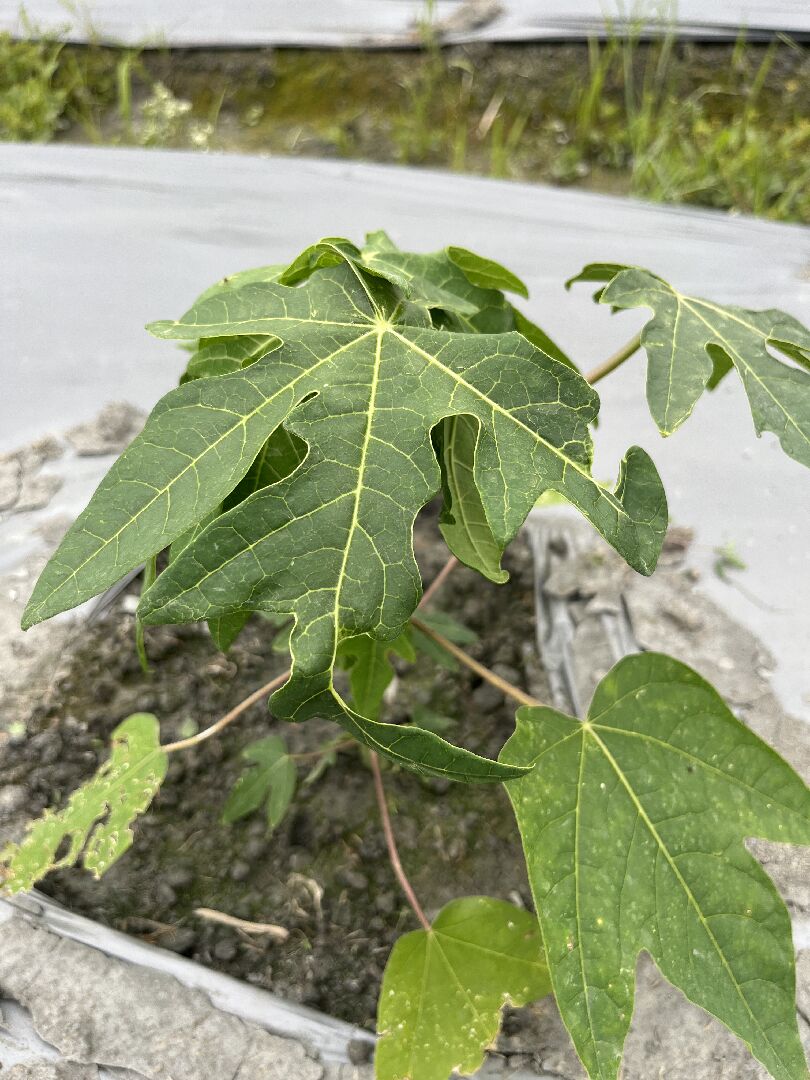 想請問木瓜苗捲葉是疫病還是蟲害