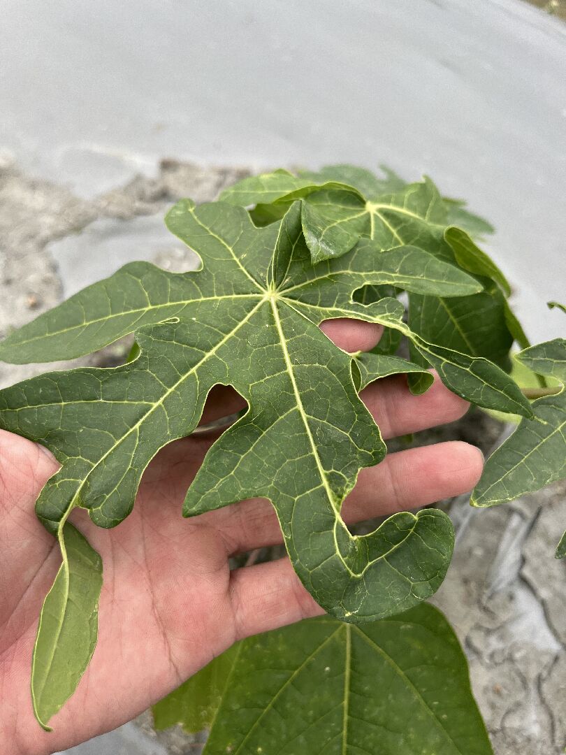 想請問木瓜苗捲葉是疫病還是蟲害