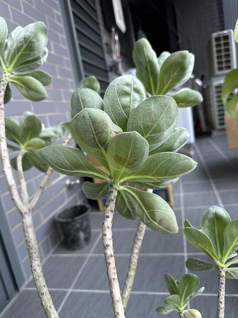 白水木葉子出現黑斑並掉葉