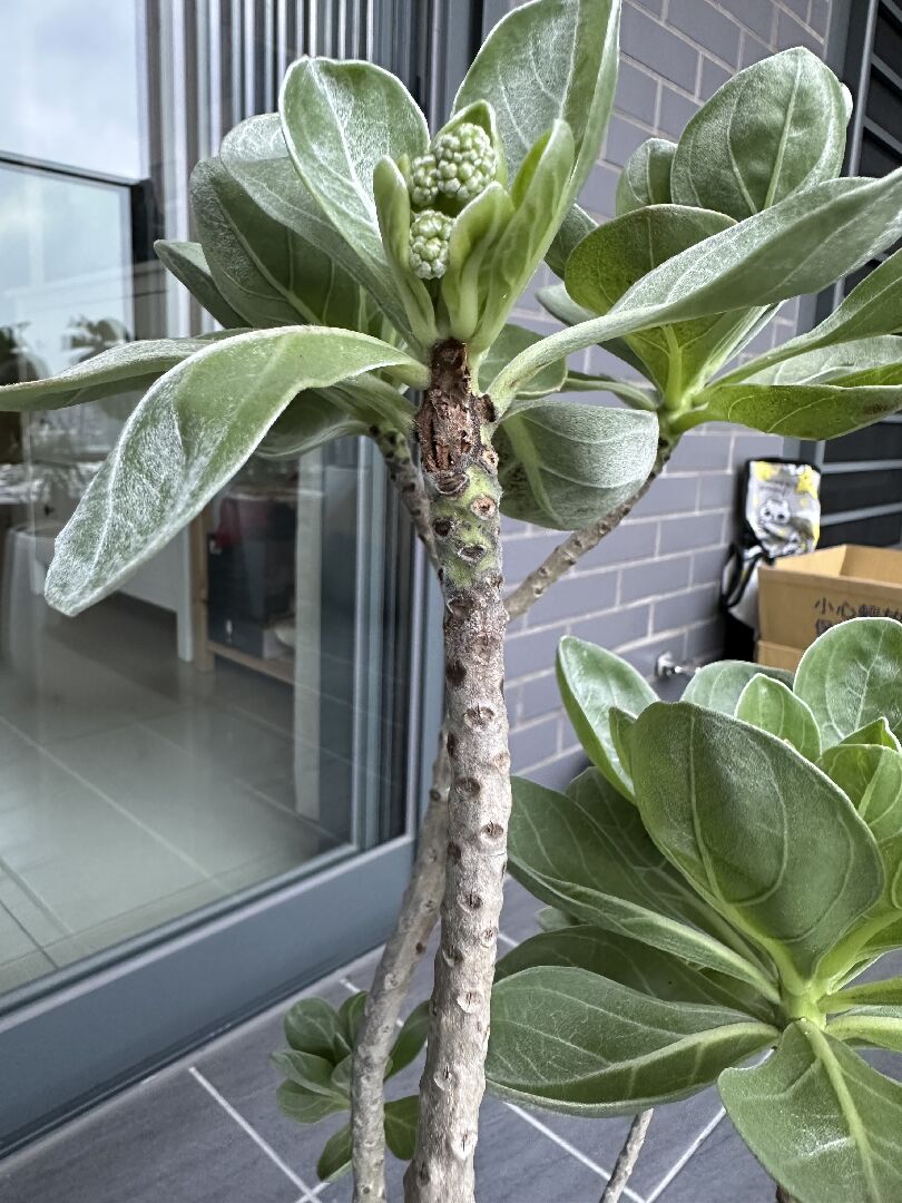 白水木葉子出現黑斑並掉葉