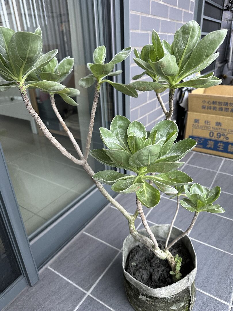 白水木葉子出現黑斑並掉葉