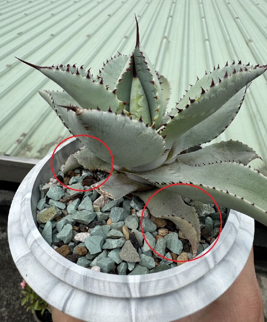 龍舌蘭葉子枯萎
