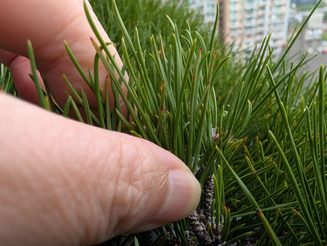 二葉松盆栽問題