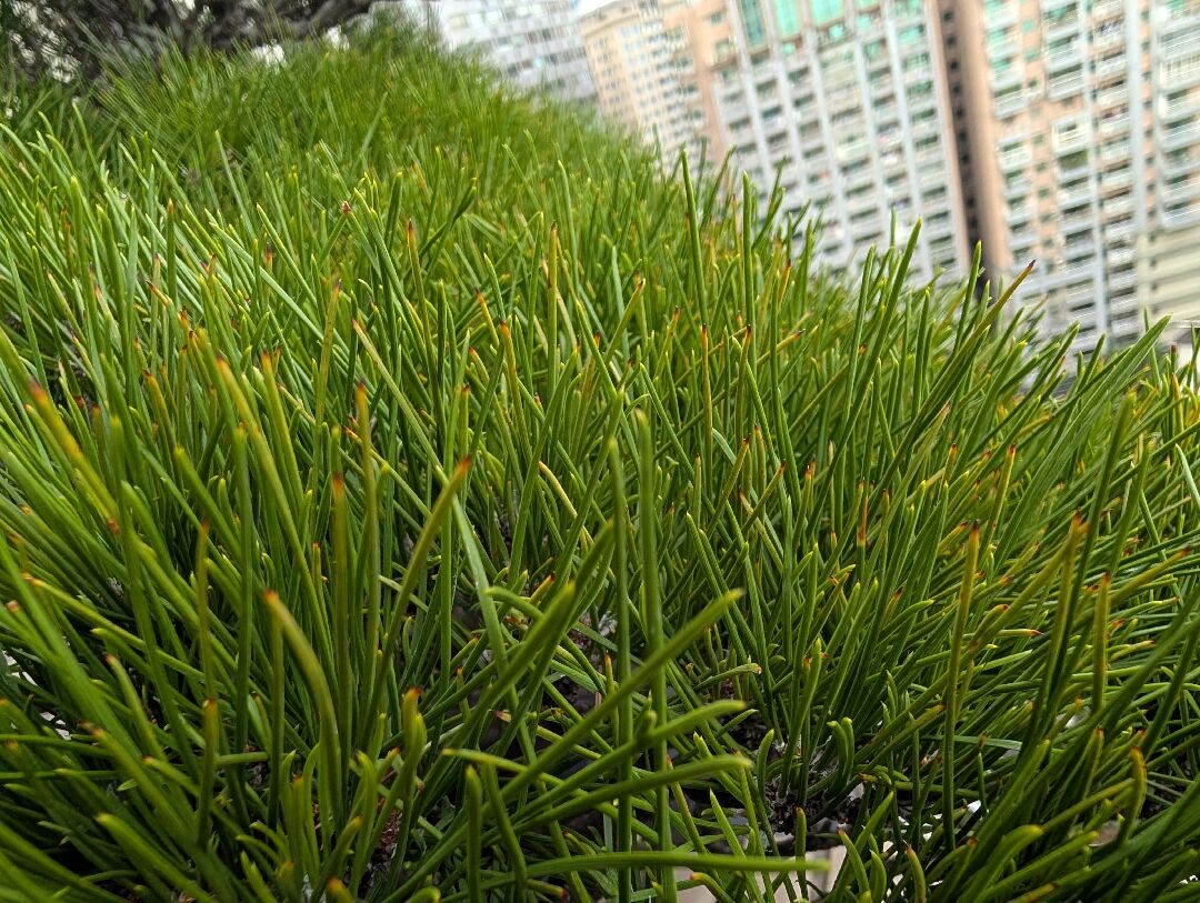 二葉松盆栽問題