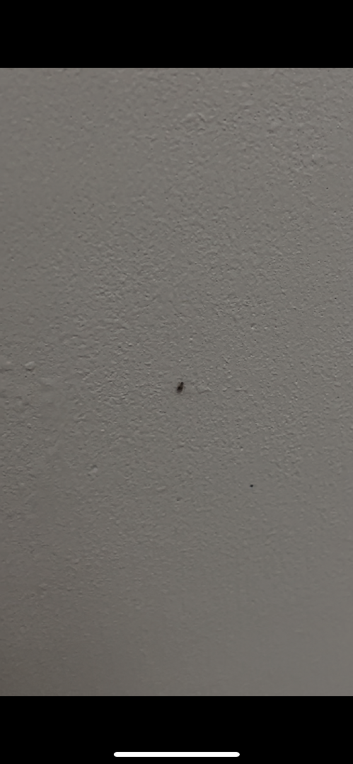 請問這是禽蟎嗎?