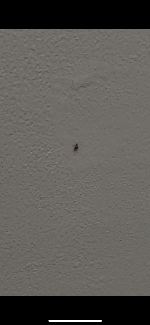 請問這是禽蟎嗎?