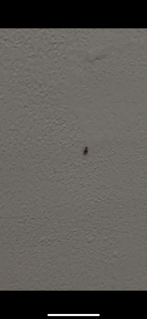 請問這是禽蟎嗎?