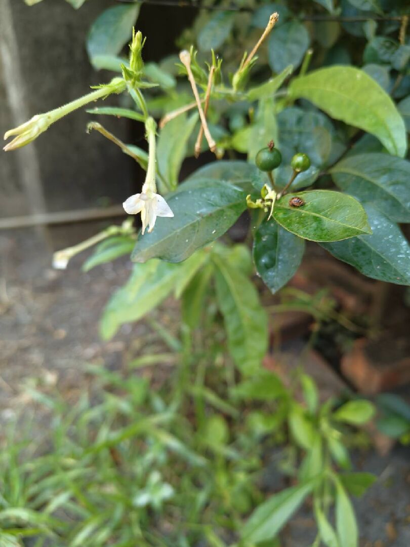 請問圖片是什麼植物呢?