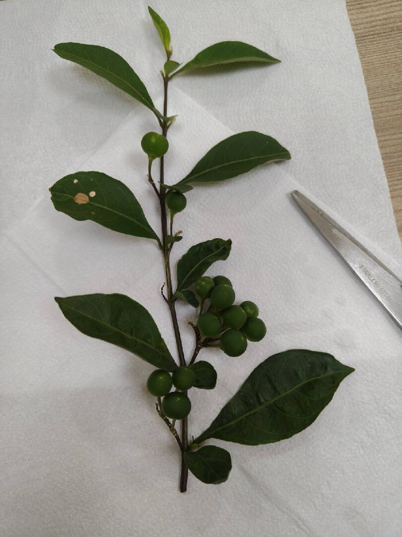 請問圖片是什麼植物呢?