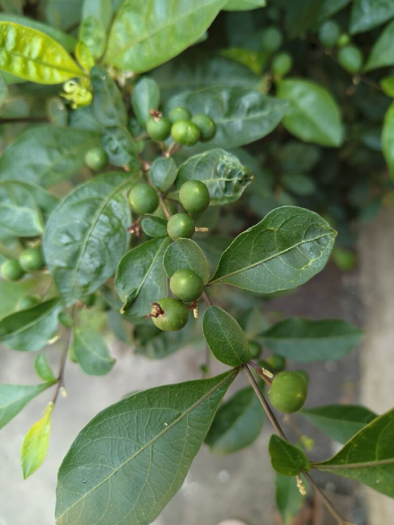 請問圖片是什麼植物呢?