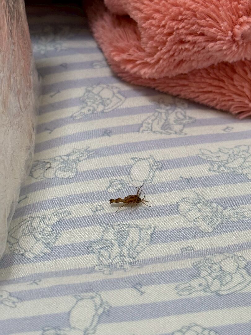 想請問這是什麼蟲？