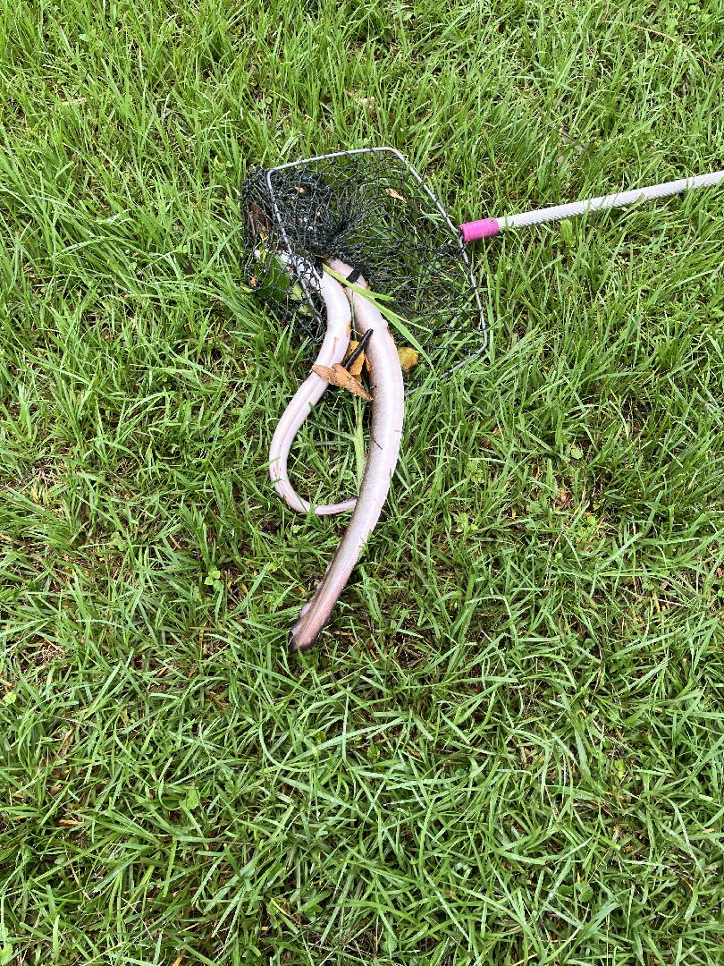 我的魚池突發大魚死亡