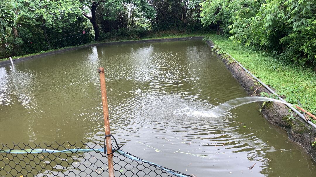 我的魚池突發大魚死亡