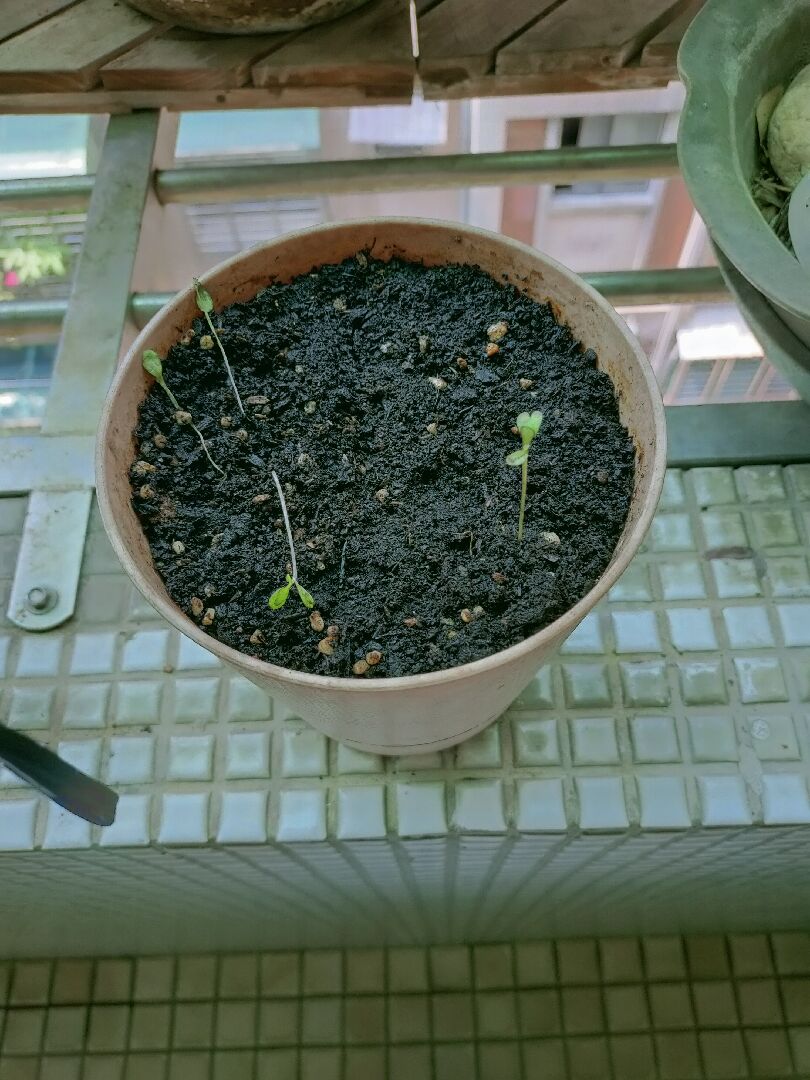 在陽台種的洋甘菊怎麼長不好？