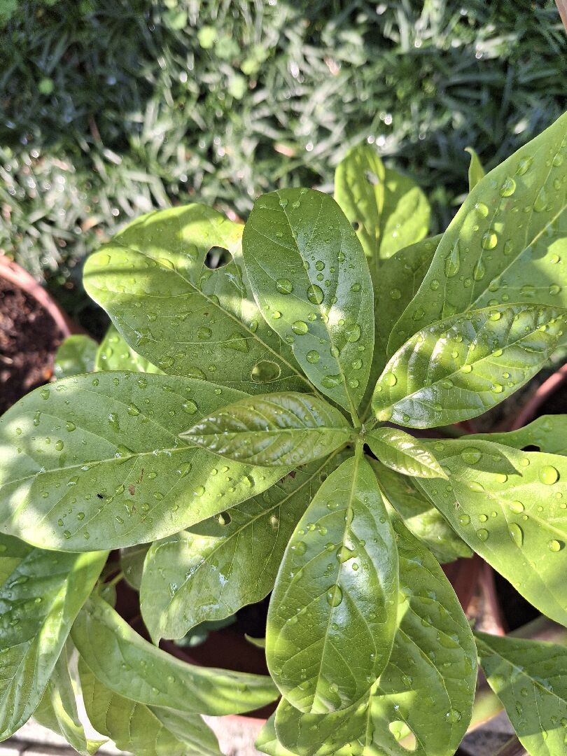 不知何種植物
